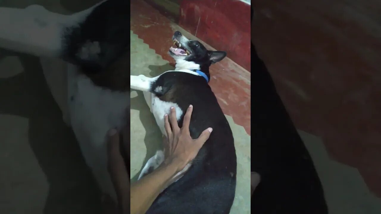 Dholi's belly rub ∆ Dog loves belly rub