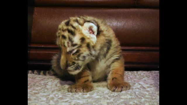 Tiger Cubs Play With Lion Cubs