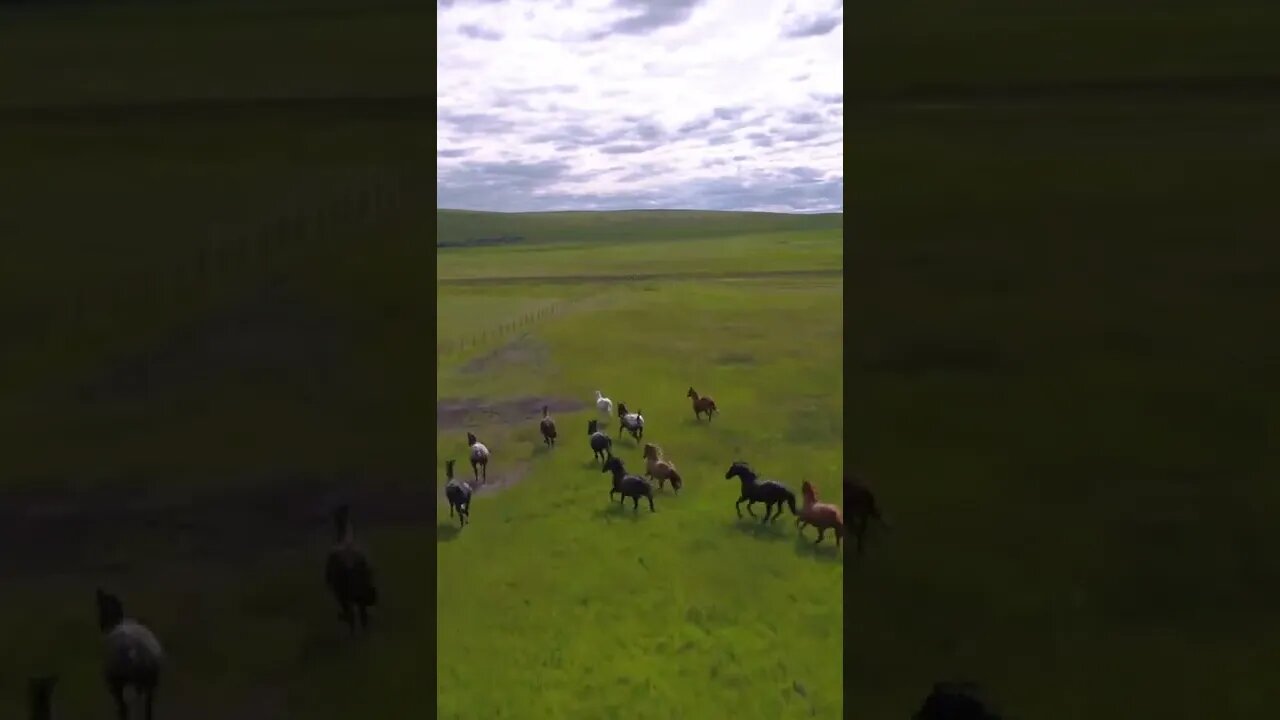 Relaxing scenes of a wild horse running in grass with a relaxing sound