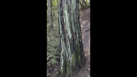 Redwood with Green Fungus