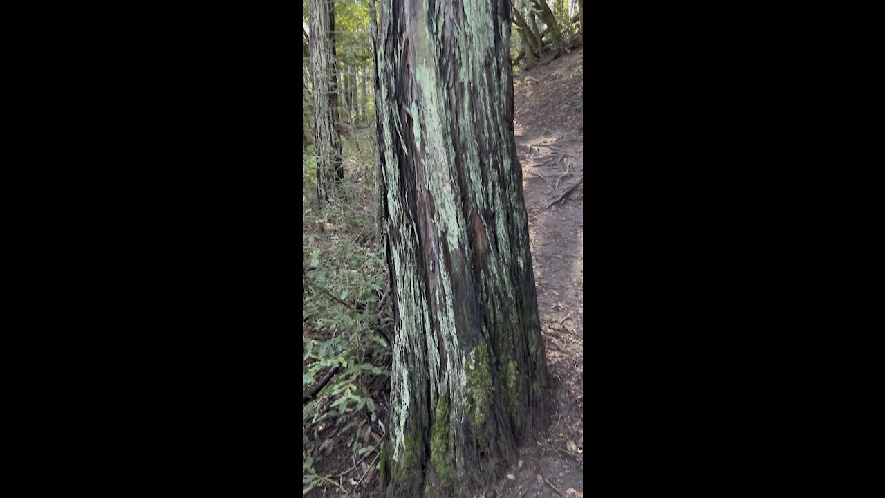 Redwood with Green Fungus