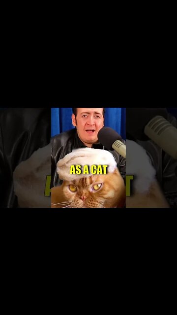 Donald Trump As A Cat #impression #celebrity #cat #comedy #comedian #standupcomedy #donaldtrump