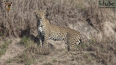 Beautiful Torchwood Male Leopard