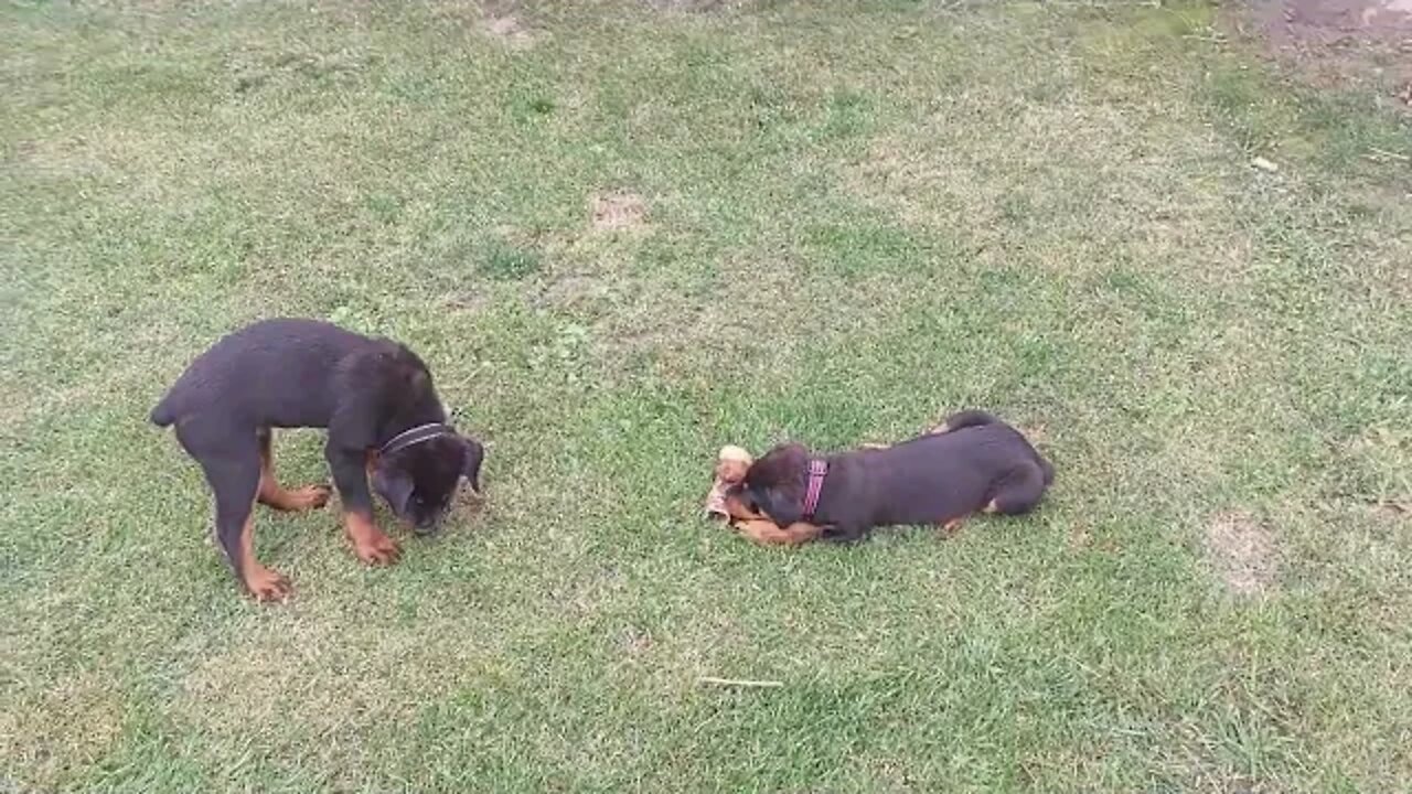 Rottweilers 11 weeks. Faye is a Doll And Feast Your Eyes On The Beast, Eddie.