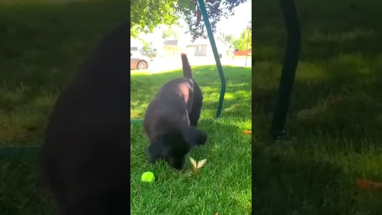 Disney vibes 🐶🦋✨