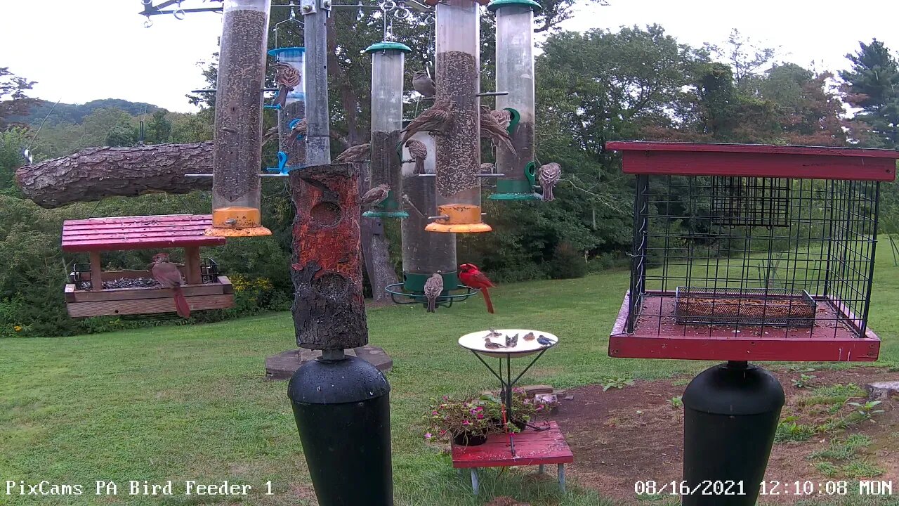 Bluebirds having fun in rain!