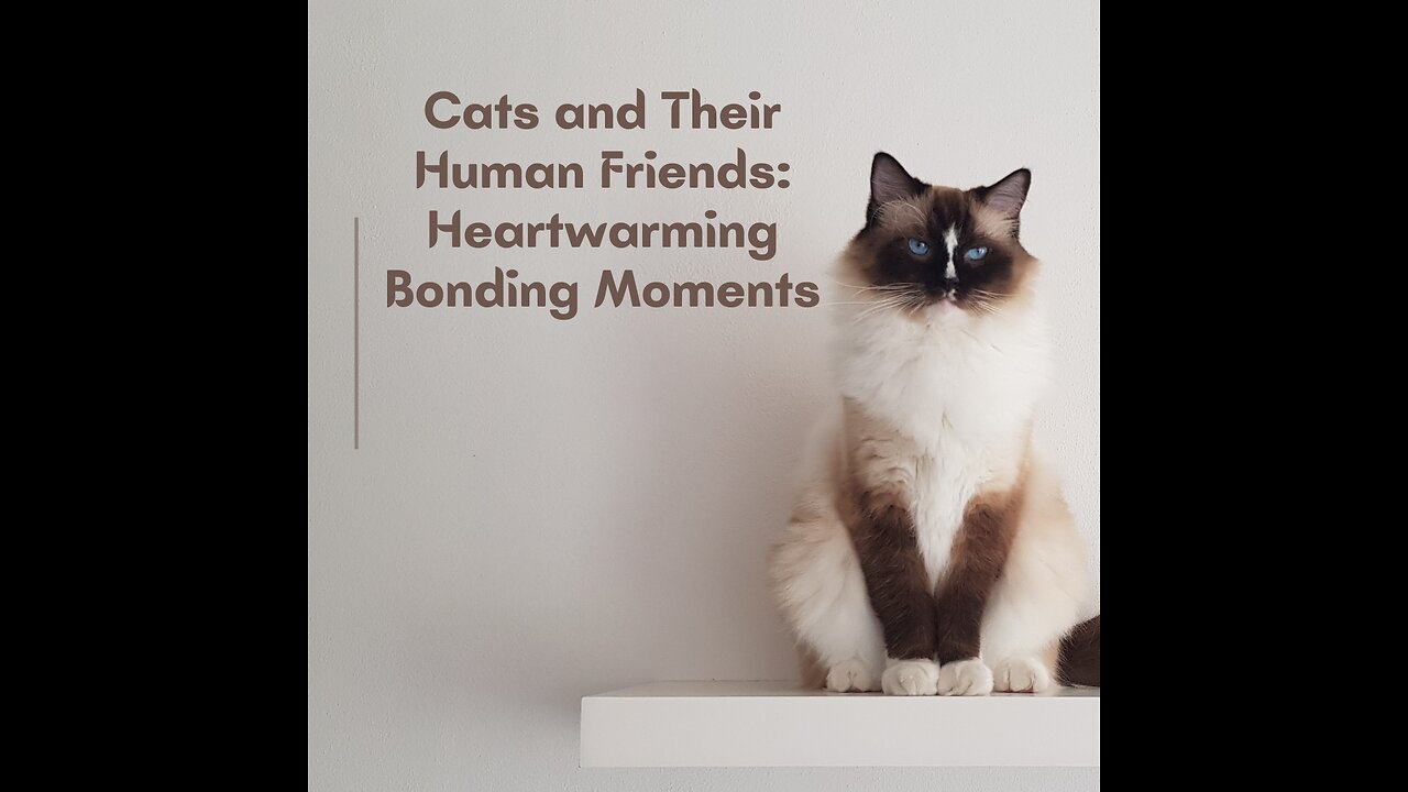 Cats and Their Human Friends: Heartwarming Bonding Moments