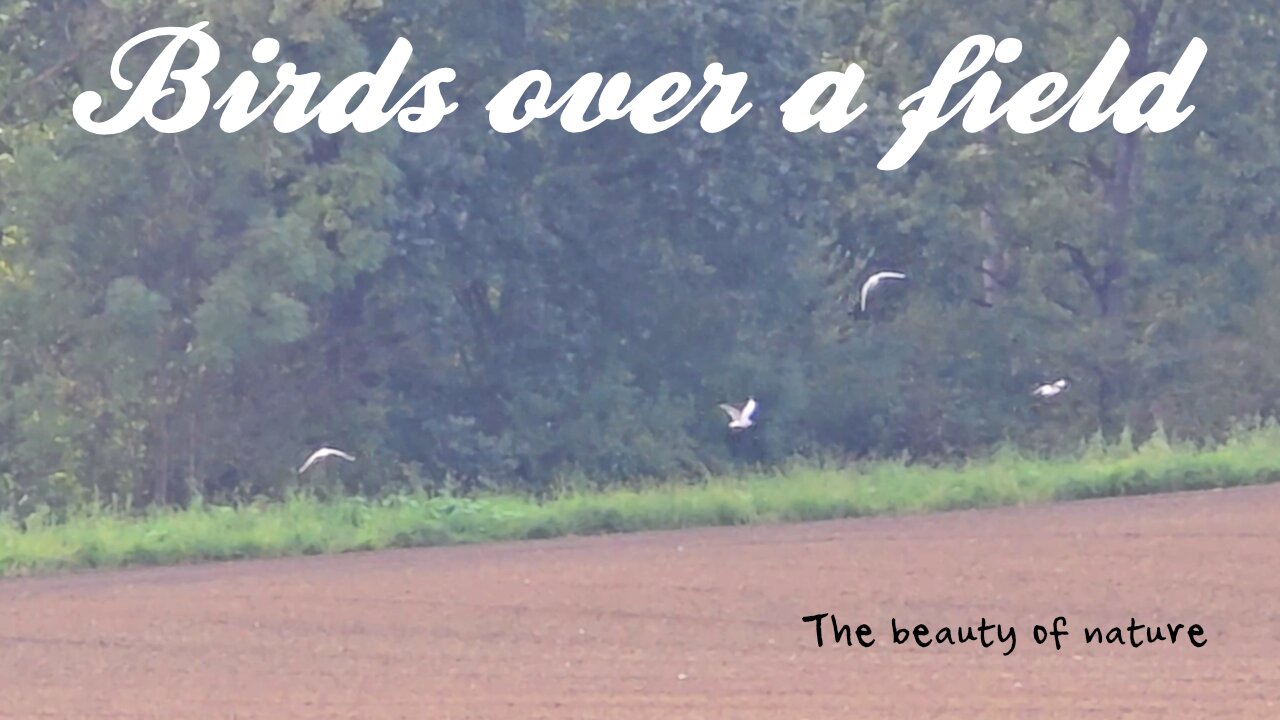 Birds over a field / beautiful white birds in flight.