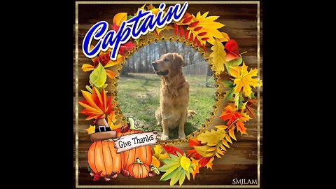 Golden Retrievers: Hearts of Gold - Thanksgiving 2023