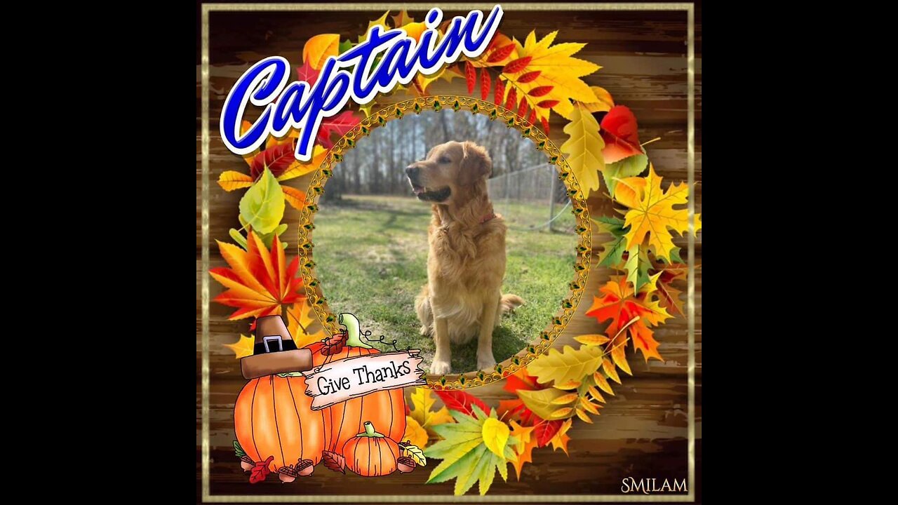Golden Retrievers: Hearts of Gold - Thanksgiving 2023
