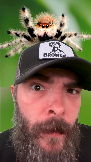 Spider Helps Invent The Rifle Scope.