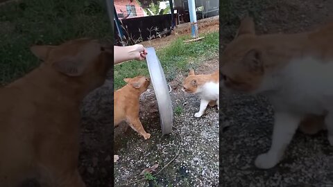 ￼This Cat fight is so hilarious 😻