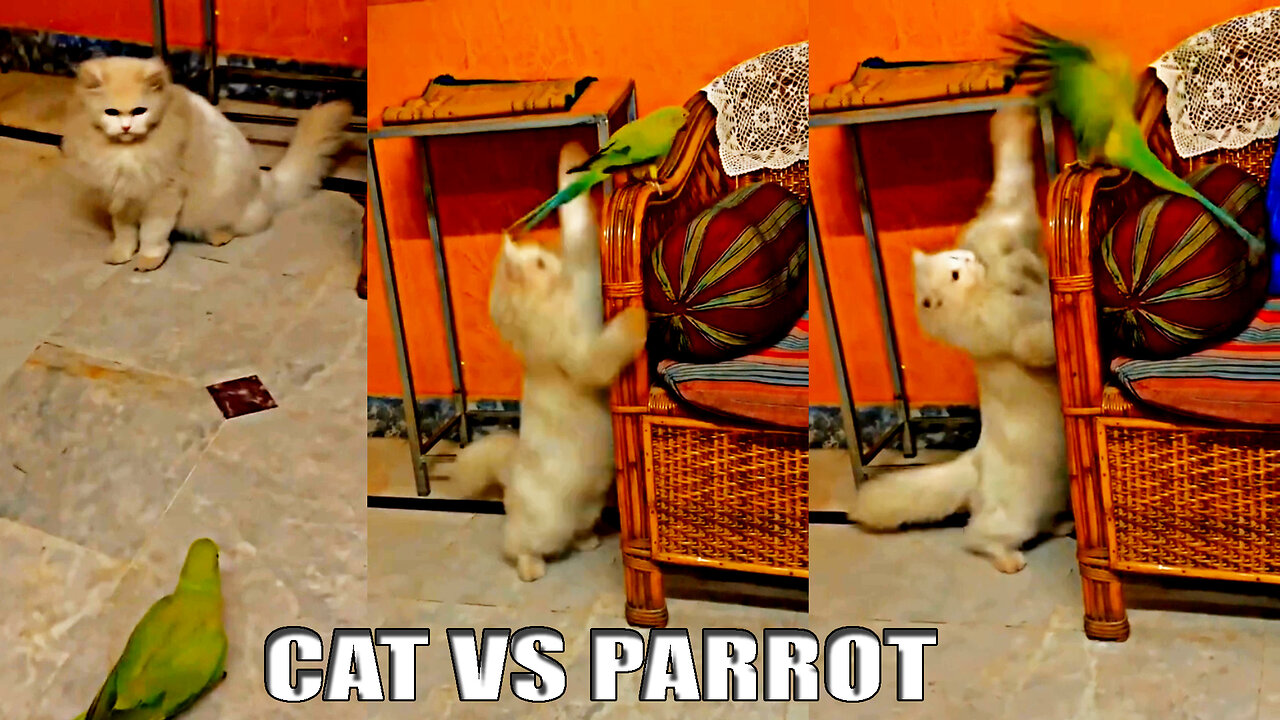 cat vs parrot fight || funny cat and parrot fighting