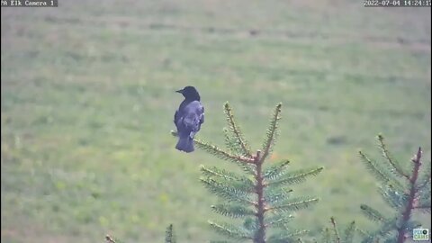 PA Elk Cam 1- Red Winged Blackbird closeup on a Pine 2022 07 04 15 24 34 099