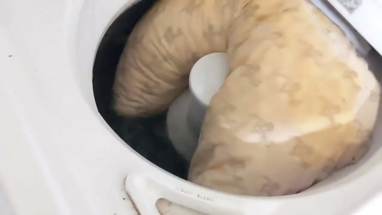 the Giacantic Spotted Larva - a rarely found species