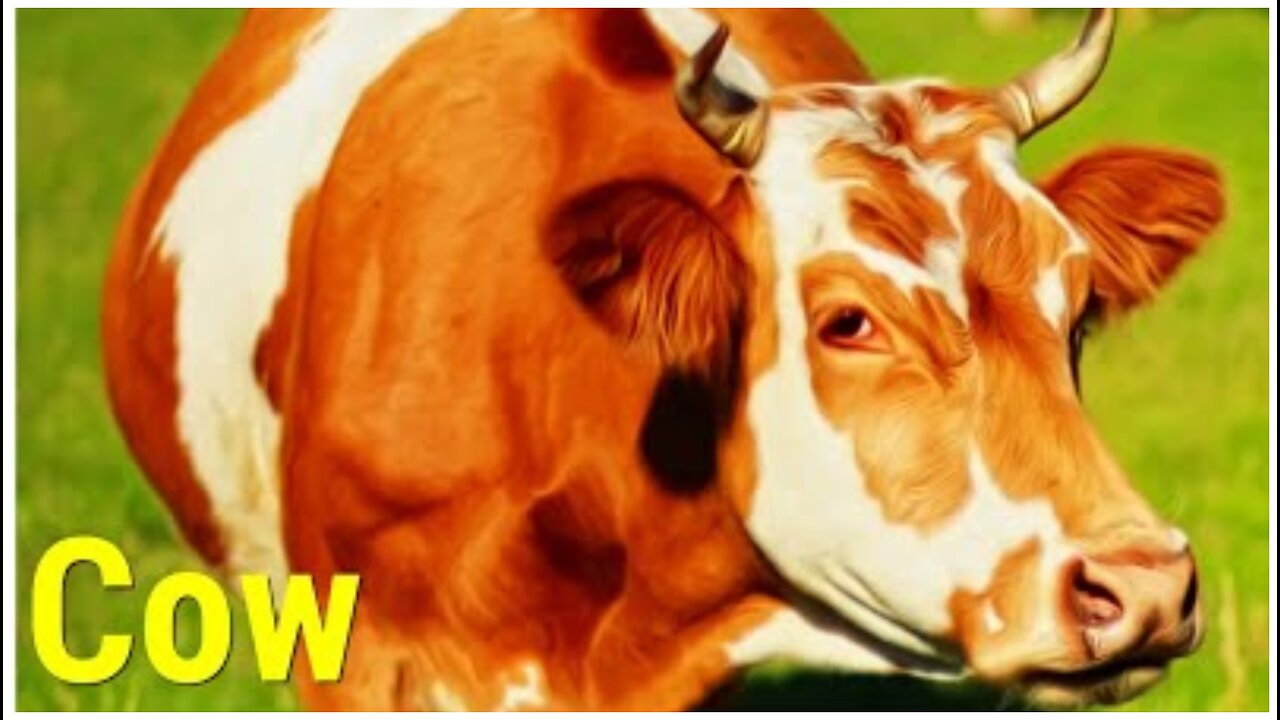 Learn Pets :sound (voice) Cow