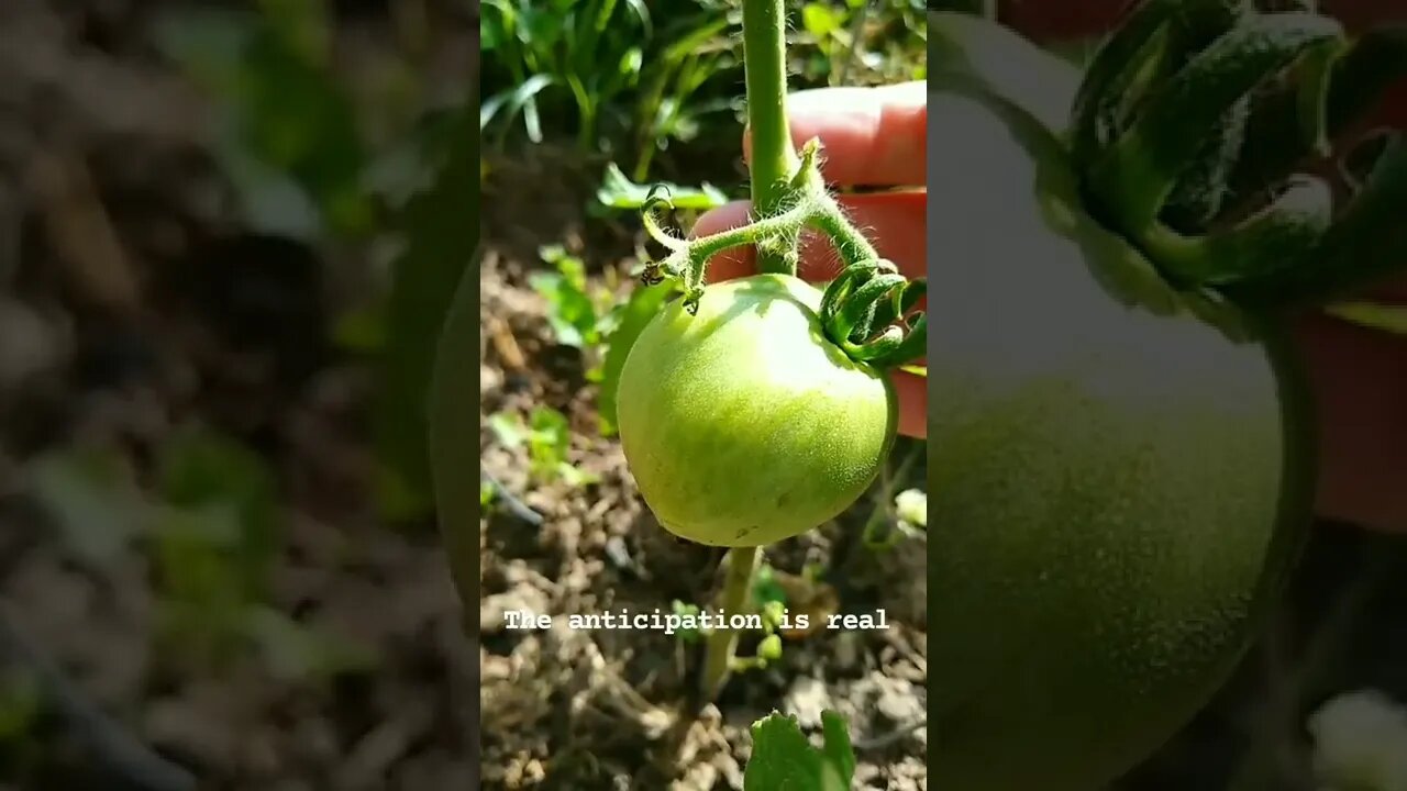 Garden anticipation is STRONG!