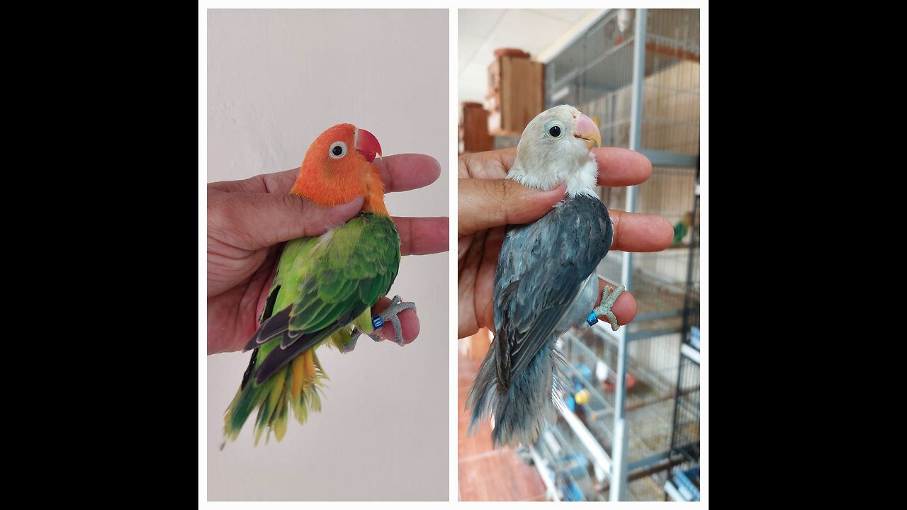 lovebirds breeding progress aftican lovebirds fischer lovebirds