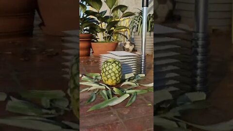 Most Popular and Trending videos(4)