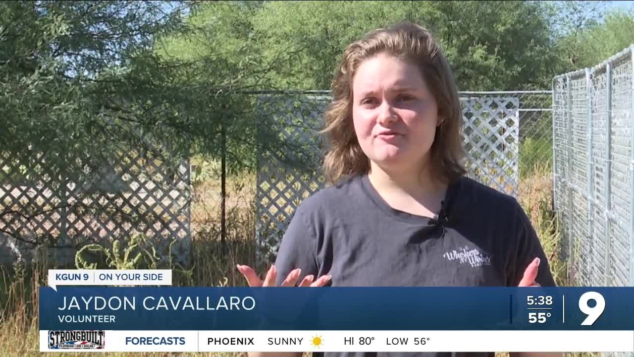 Marana woman saves hundreds of cats through sanctuary in her backyard