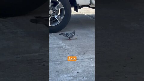 Riding Solo Las Vegas Pigeon Stories
