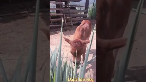 Oh my god, the baby cow already knows how to eat grass