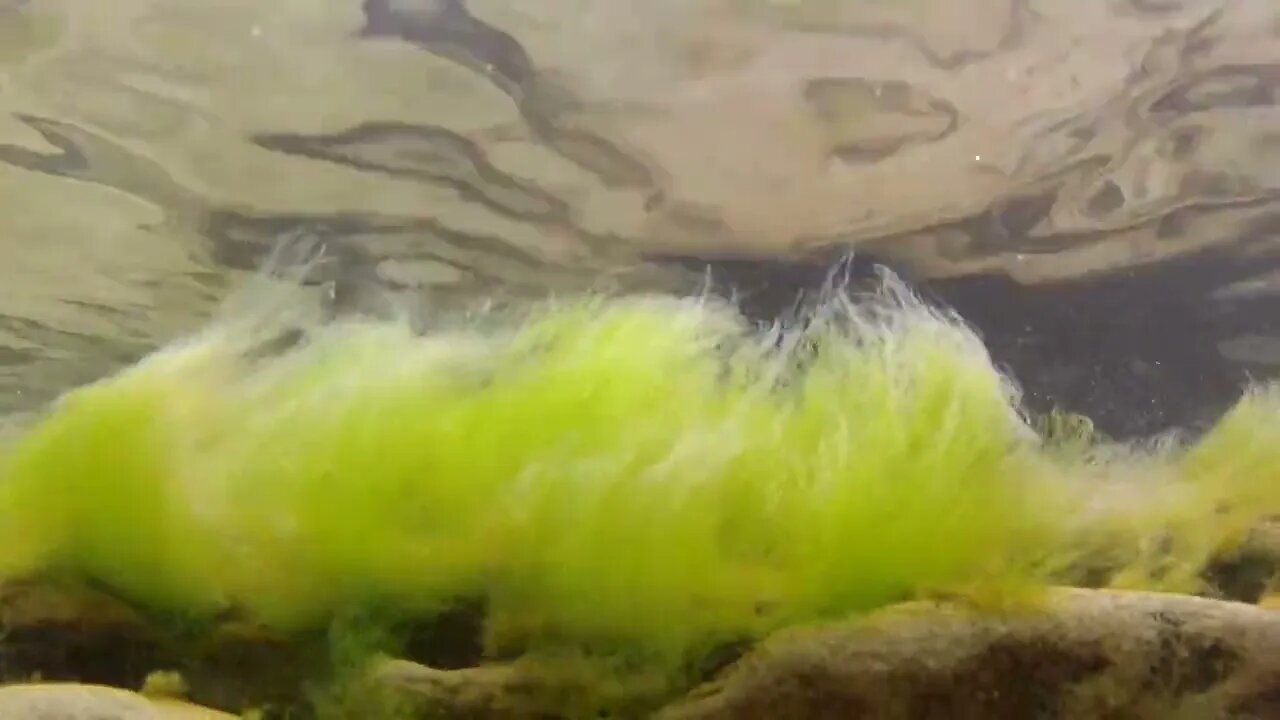 Bright green seaweed underwater shot585