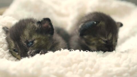 Black Kittens VIDEOS in 4K 🐱🐱🐱