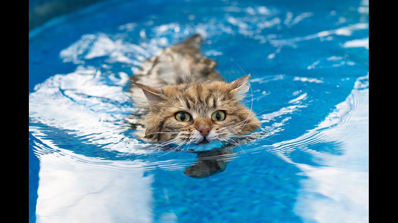 CATS AND WATER!!