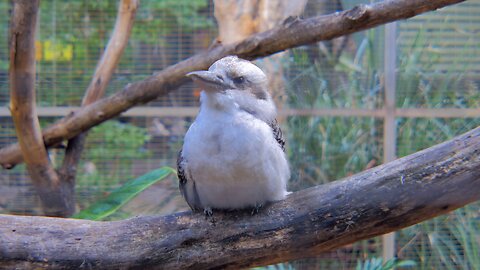 Charming Blue Winged Kookaburra Wins Hearts at Peel Zoo Australia