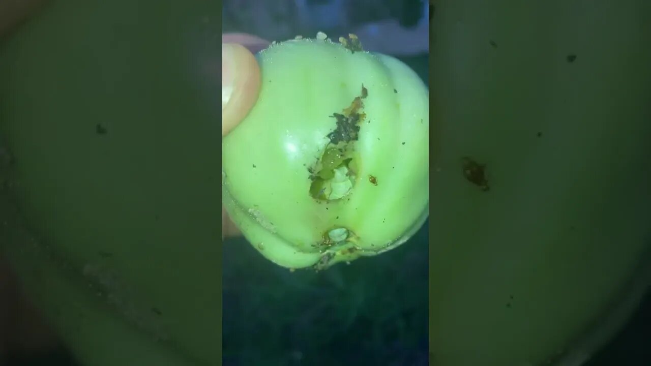 Sus 🐛