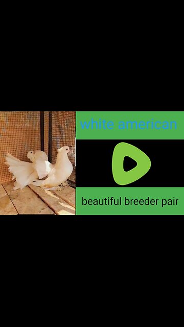 White American beautiful pair