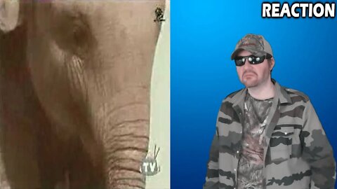 Rolo Commercial With Elephant REACTION!!! (BBT)