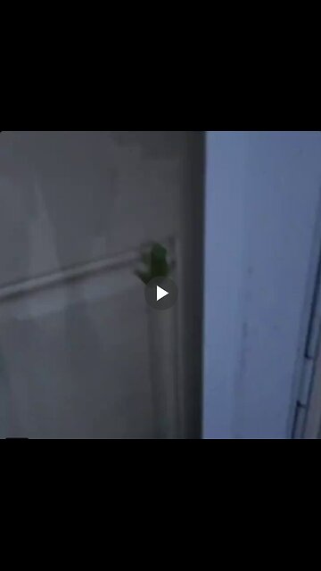 Frog that ate a firefly.