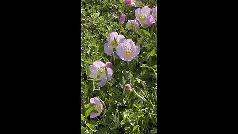 Texas wildflowers