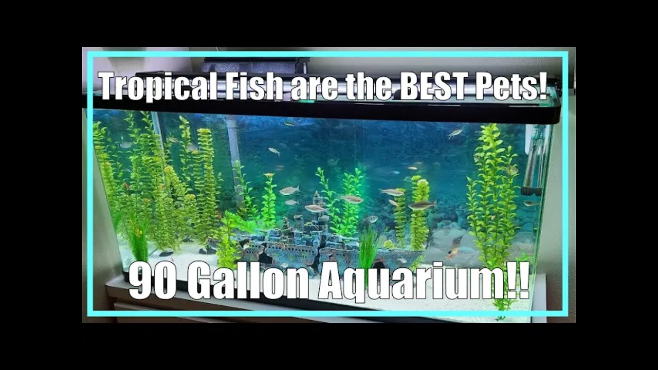 Setting up a 90 Gallon Aquarium! | #Shorts | 2021/003