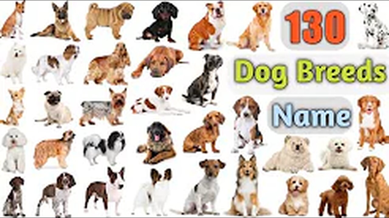 Dog Breeds Vocabulary ll 130 Dogs Breeds Names In English With Pictures ll 100 Popular Dogs