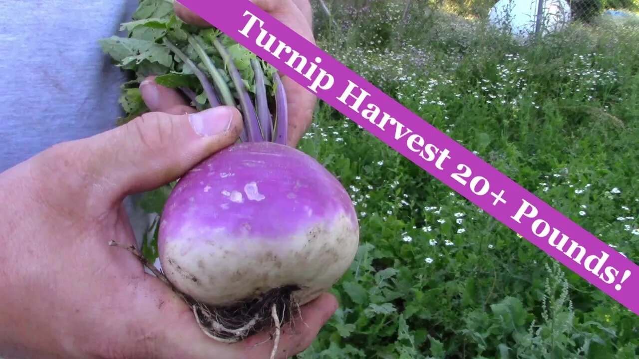 Turnip Harvest