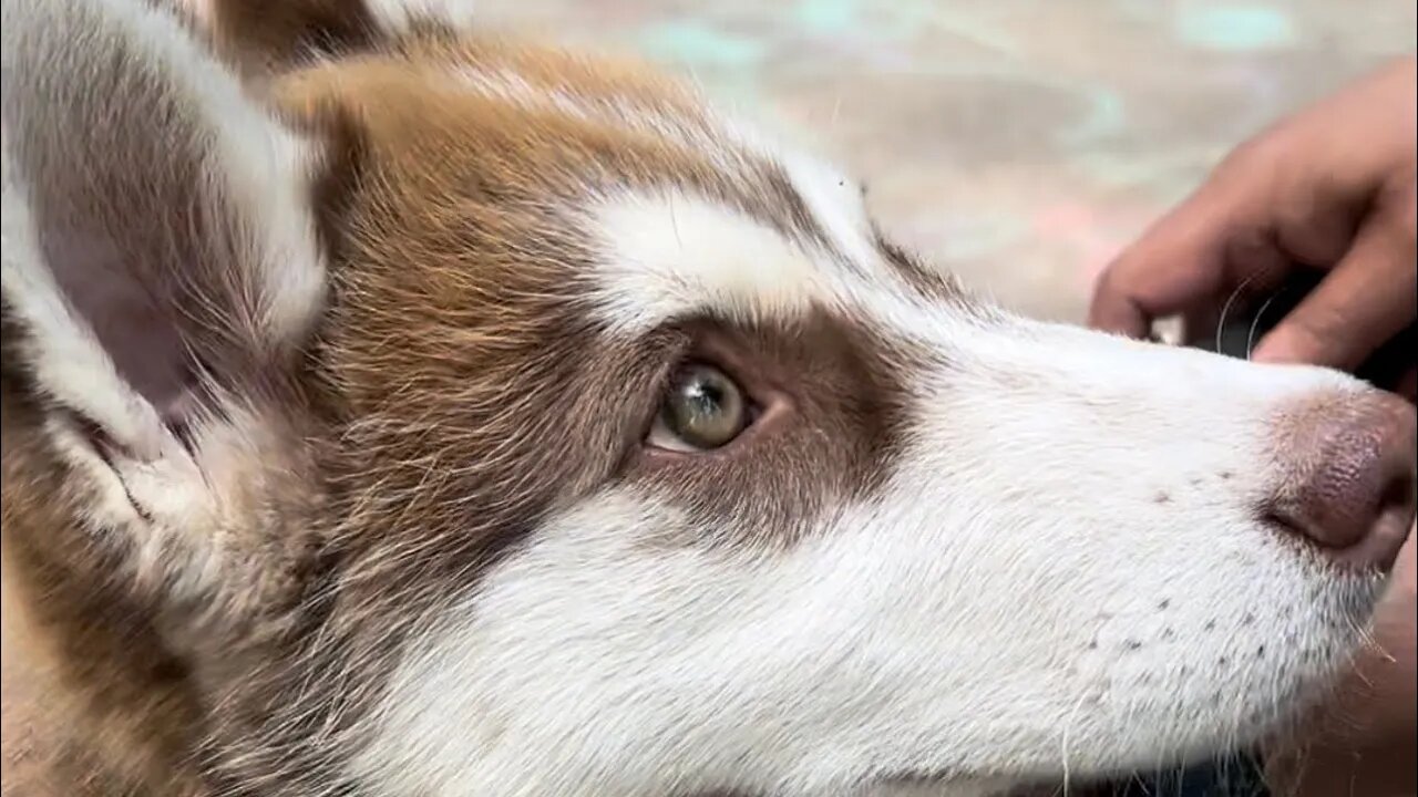 Brushing my husky puppy! A snowstorm of hair!! Full length video #husky #huskypuppy #huskylovers