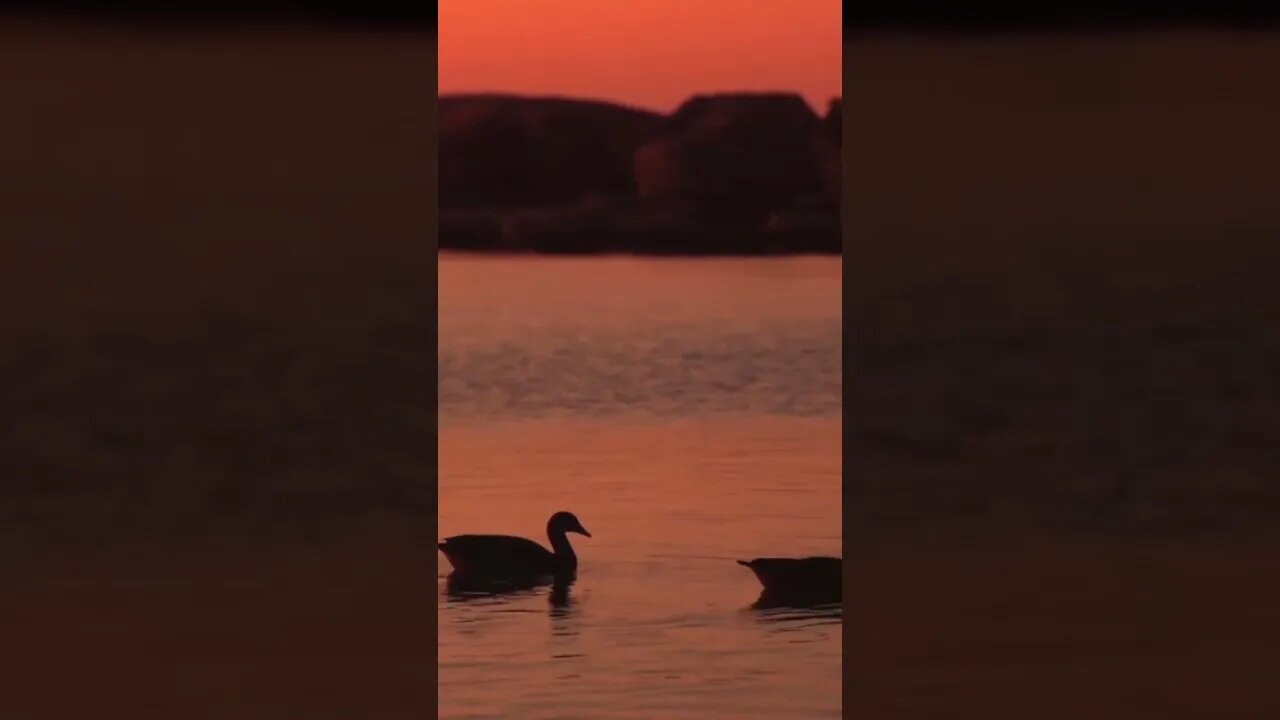 #duck#ducks#ducksplaying#amazing#animallover#animals#swimming#animal