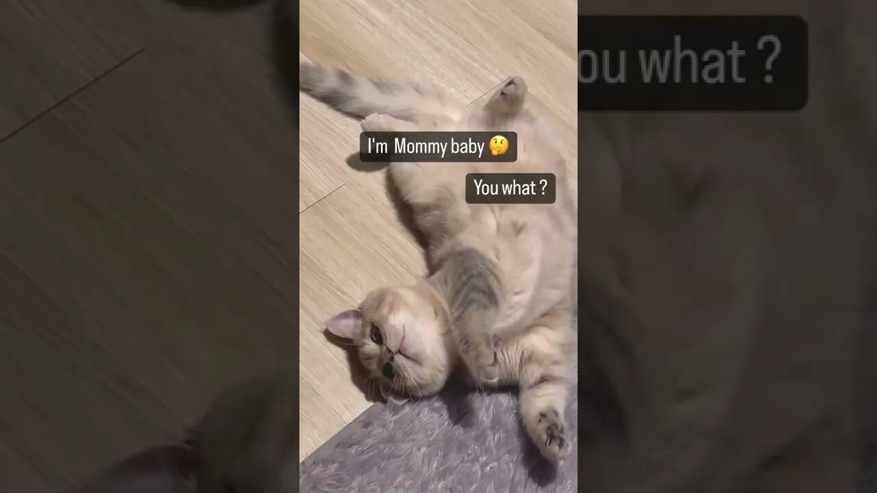 support 1000 Subscribe 🥰 funny cats #shorts