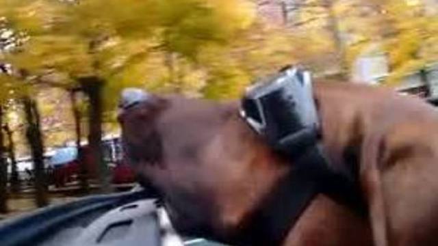 Dog enjoys ride during warm Buffalo November