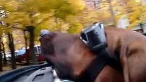 Dog enjoys ride during warm Buffalo November