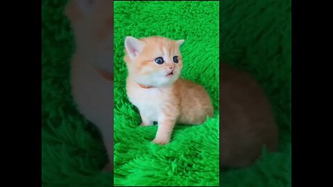 #shorts Прикольные Коты Из Тик Тока 11 Funny Cats From Tiktok