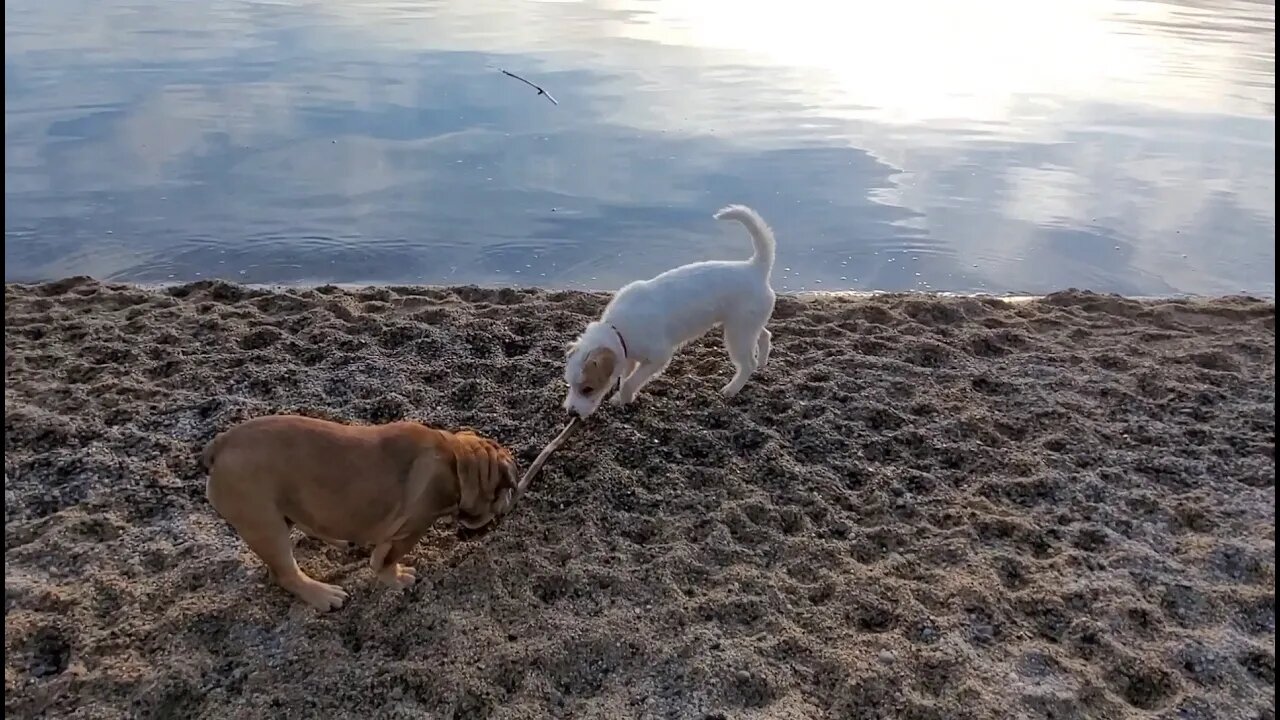 Ares plays with an English Bull with a Fox Terrier passerby