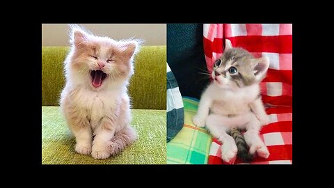 Baby cats-cute and funny cat videos compilation