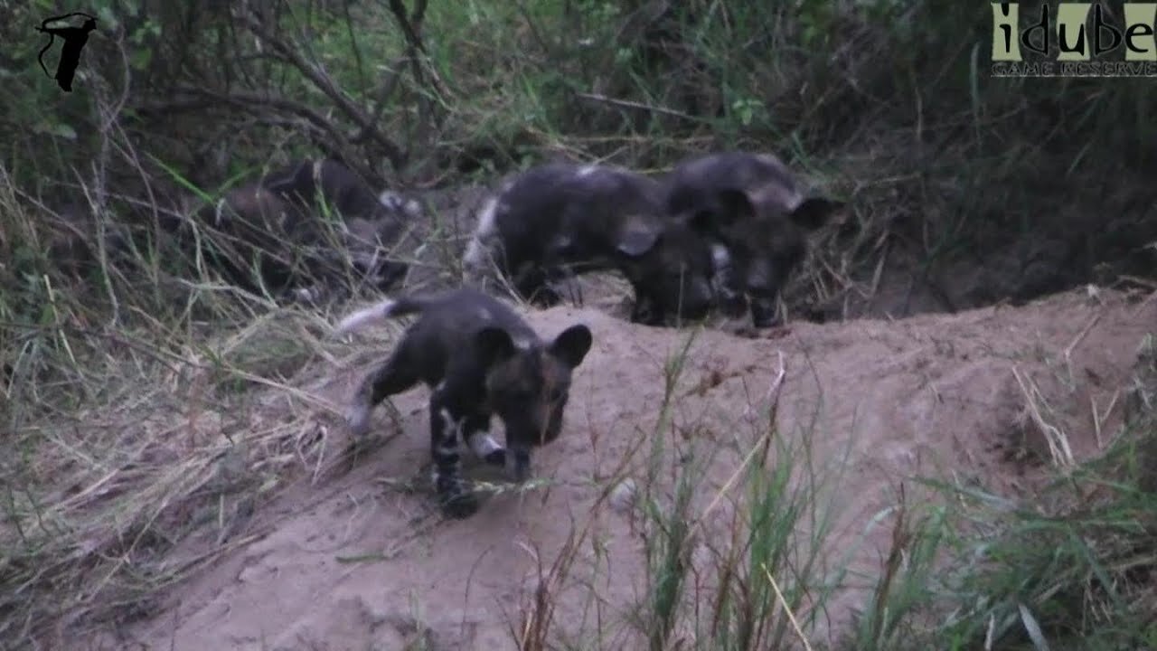 Cute African Wild Dog Puppies At Their Den!