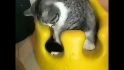 Cats and dog funny video😸best animals videos🐈