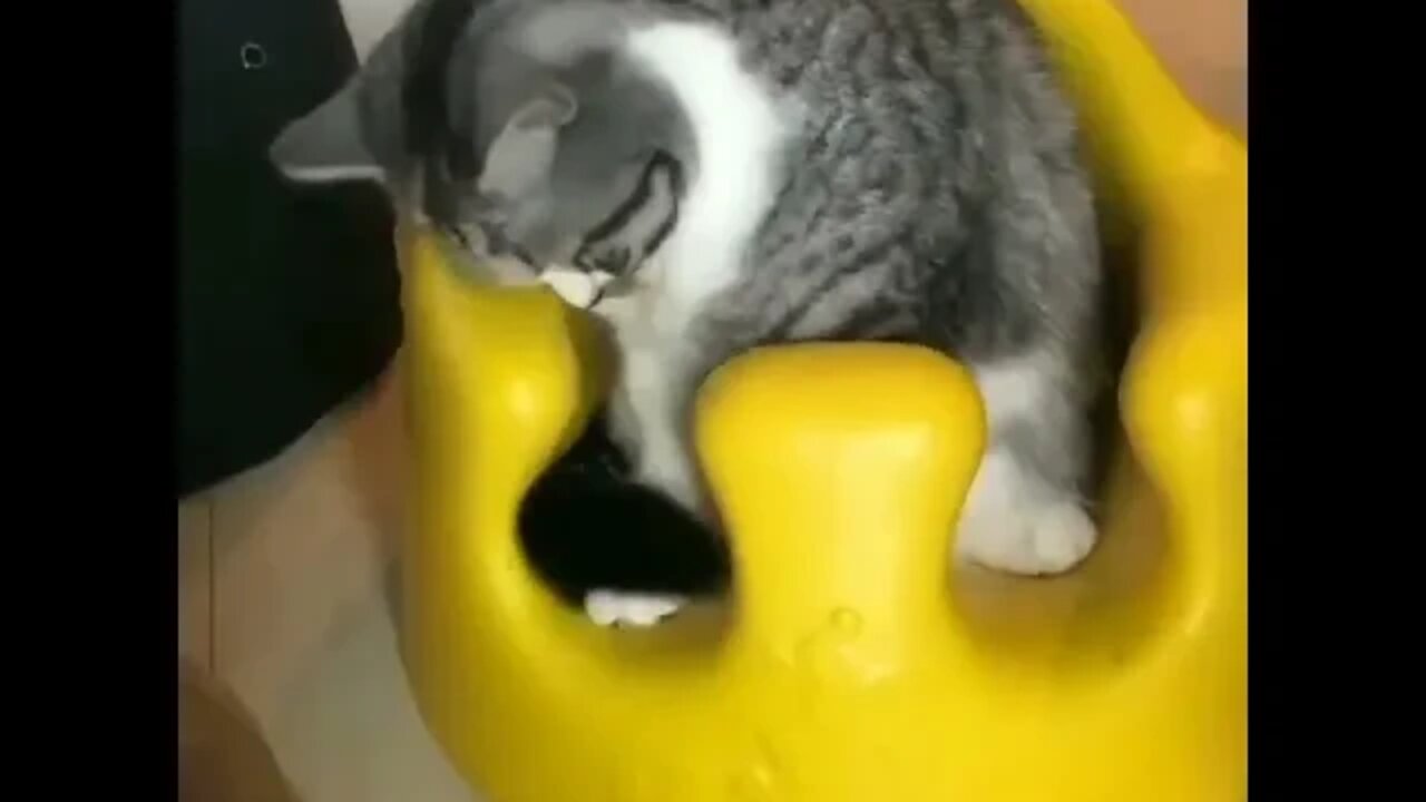 Cats and dog funny video😸best animals videos🐈