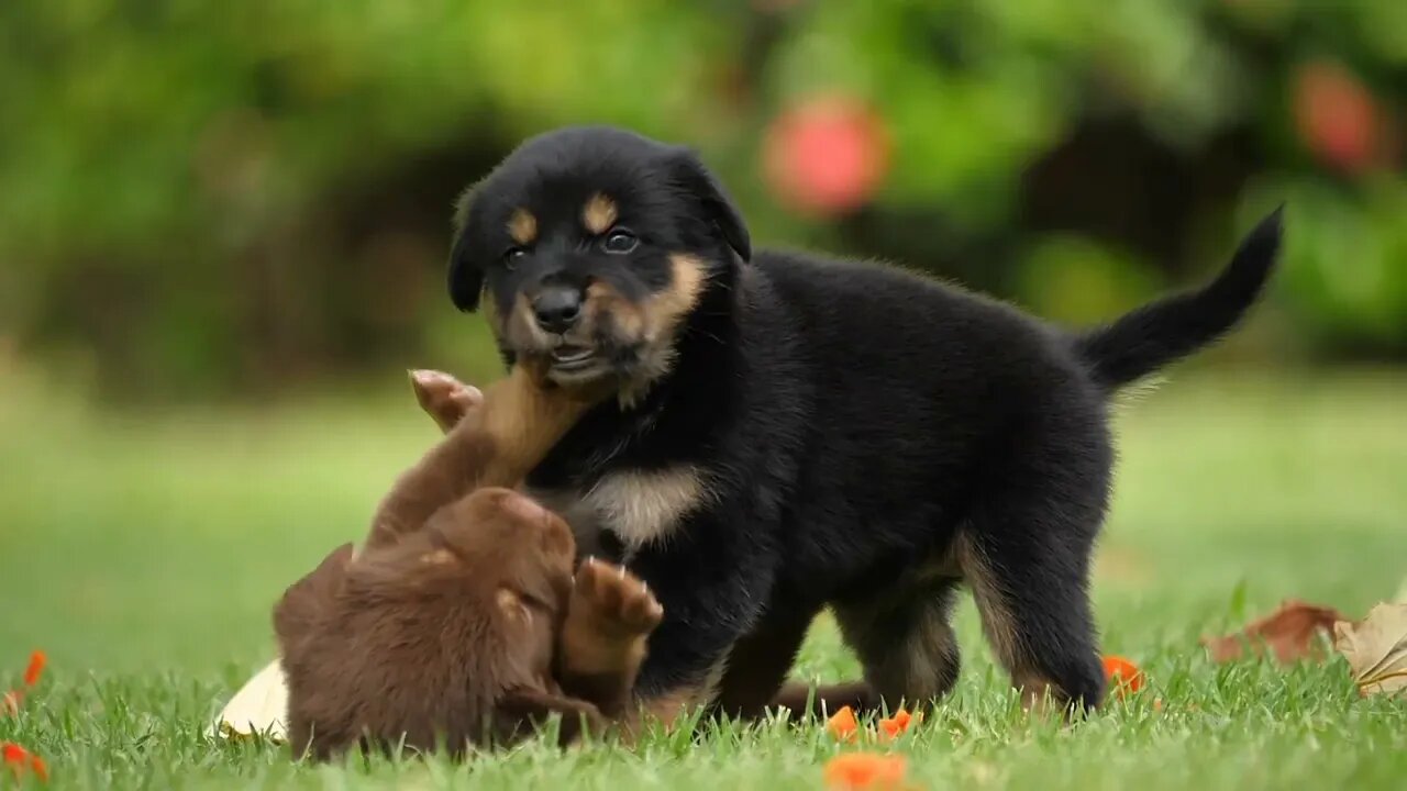 baby dog is wark and playing |#shorts #shortanimal |#shortvideo |